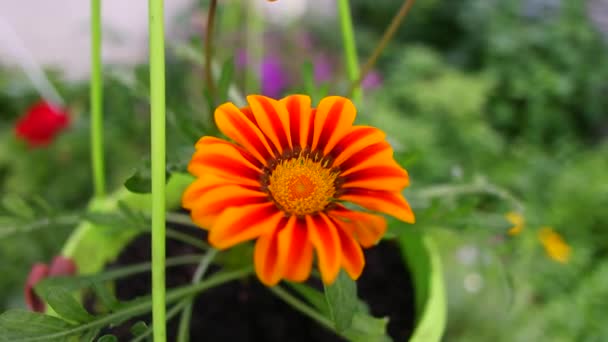 Красивый Оранжевый Цветок Желтый Цветок Зеленом Горшке Яркий Летний Цветок — стоковое видео