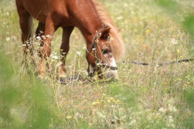 Tarladaki atlar. Atlar ot yer. At gözü ve başı. Yeşil çayır üzerinde güzel bir at. Komik hayvanlar. Doğanın güzelliğini iç.