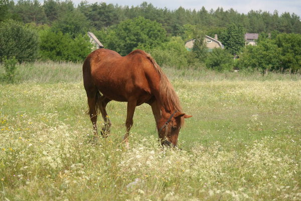 horses in the field. horses eat grass. horse eyes and head. Beautiful horse on the green grass pasture. funny animals. drink the beauty of nature
