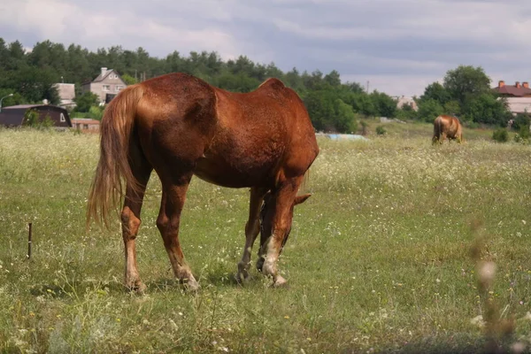 Horses Field Horses Eat Grass Horse Eyes Head Beautiful Horse — Stok fotoğraf