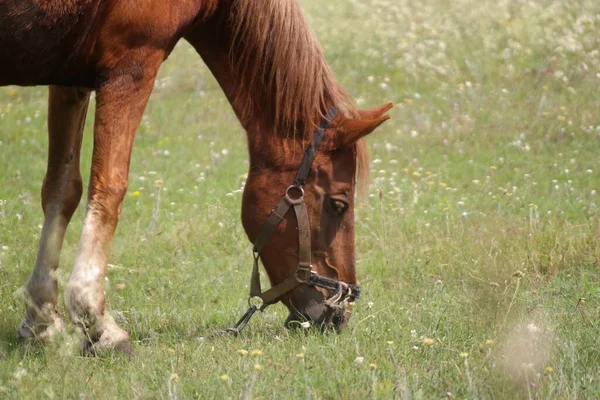 Koně Poli Koně Jedí Trávu Koňskýma Očima Hlavou Krásný Kůň — Stock fotografie