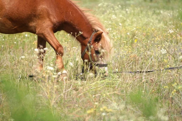 Cavalos Campo Cavalos Comem Erva Olhos Cavalo Cabeça Belo Cavalo — Fotografia de Stock