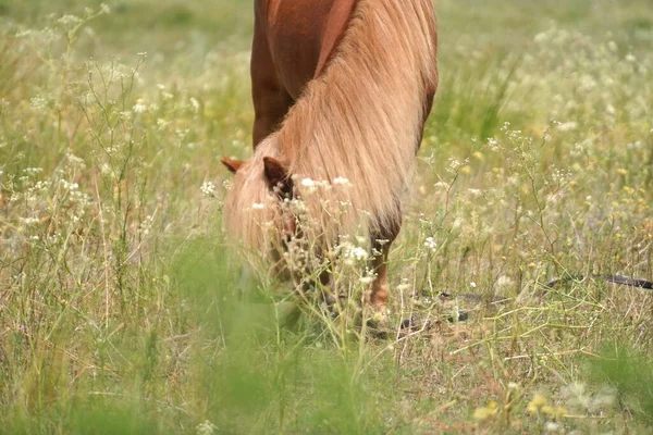 Horses Field Horses Eat Grass Horse Eyes Head Beautiful Horse — стоковое фото