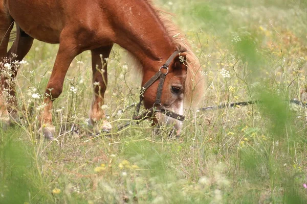 Cavalos Campo Cavalos Comem Erva Olhos Cavalo Cabeça Belo Cavalo — Fotografia de Stock