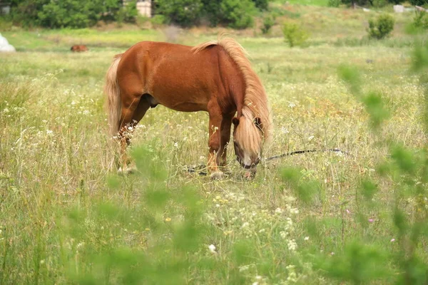 Horses Field Horses Eat Grass Horse Eyes Head Beautiful Horse — 图库照片