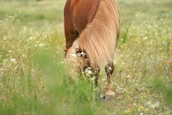 Cavalli Nel Campo Cavalli Mangiano Erba Occhi Testa Cavallo Bellissimo — Foto Stock