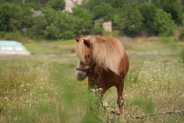 Horses Field Horses Eat Grass Horse Eyes Head Beautiful Horse — Photo