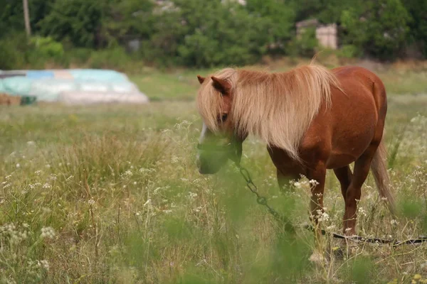 Horses Field Horses Eat Grass Horse Eyes Head Beautiful Horse — Photo