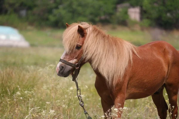 Horses Field Horses Eat Grass Horse Eyes Head Beautiful Horse —  Fotos de Stock