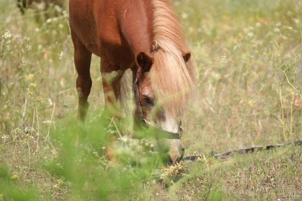 Horses Field Horses Eat Grass Horse Eyes Head Beautiful Horse — Stok fotoğraf