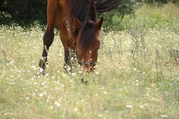 Horses Field Horses Eat Grass Horse Eyes Head Beautiful Horse — Stock Photo, Image