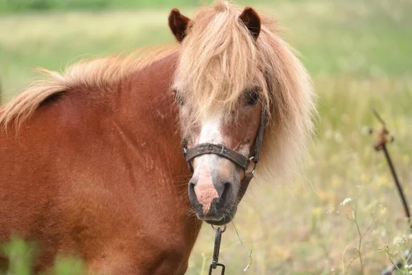 Коней Полі Коні Їдять Траву Конячі Очі Голова Прекрасний Кінь — стокове фото