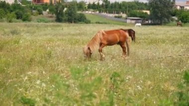 Tarladaki atlar. Atlar ot yer. At gözü ve başı. Yeşil çayır üzerinde güzel bir at. Komik hayvanlar. Doğanın güzelliğini iç.