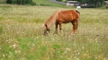 horses in the field. horses eat grass. horse eyes and head. Beautiful horse on the green grass pasture. funny animals. drink the beauty of nature