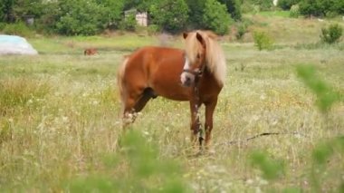 horses in the field. horses eat grass. horse eyes and head. Beautiful horse on the green grass pasture. funny animals. drink the beauty of nature