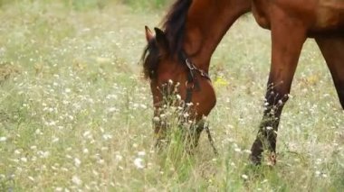 Tarladaki atlar. Atlar ot yer. At gözü ve başı. Yeşil çayır üzerinde güzel bir at. Komik hayvanlar. Doğanın güzelliğini iç.