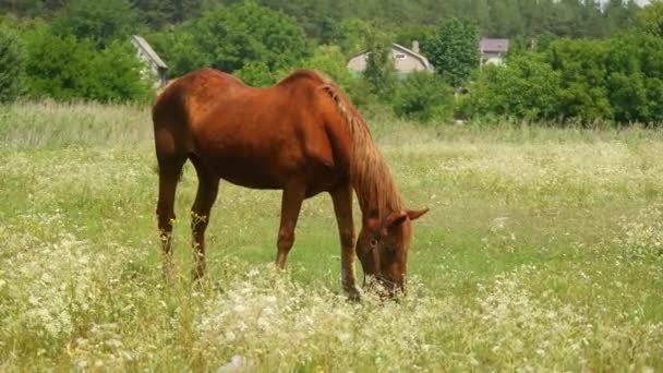 Horses Field Horses Eat Grass Horse Eyes Head Beautiful Horse — Stockvideo