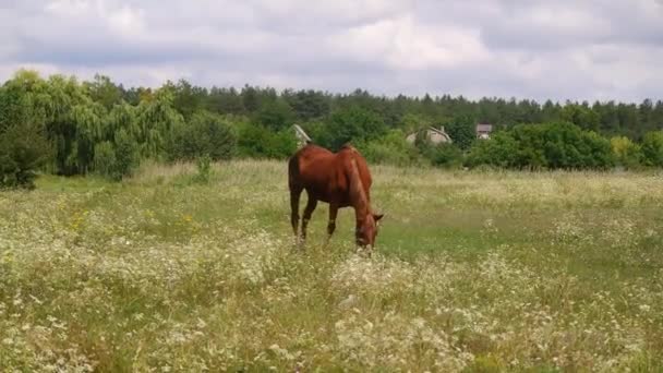 horses in the field. horses eat grass. horse eyes and head. Beautiful horse on the green grass pasture. funny animals. drink the beauty of nature