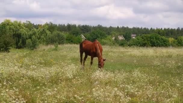 Konie Terenie Konie Jedzą Trawę Końskie Oczy Głowa Piękny Koń — Wideo stockowe