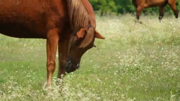 Cavalos Campo Cavalos Comem Erva Olhos Cavalo Cabeça Belo Cavalo — Vídeo de Stock