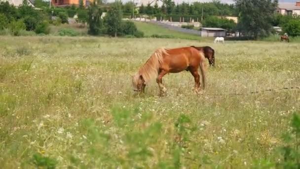 Коней Полі Коні Їдять Траву Конячі Очі Голова Прекрасний Кінь — стокове відео