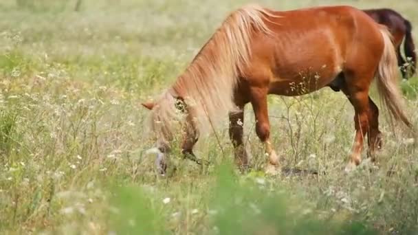 Konie Terenie Konie Jedzą Trawę Końskie Oczy Głowa Piękny Koń — Wideo stockowe