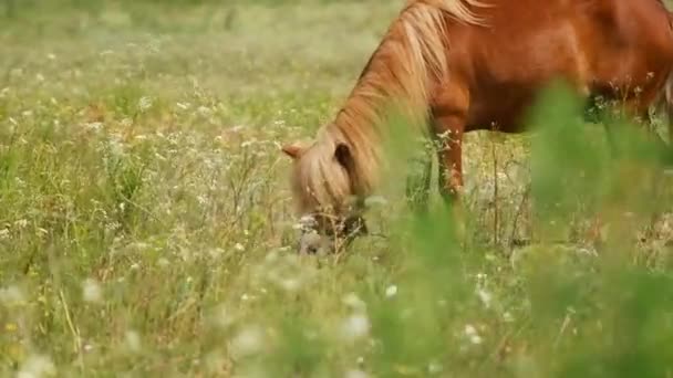 Konie Terenie Konie Jedzą Trawę Końskie Oczy Głowa Piękny Koń — Wideo stockowe