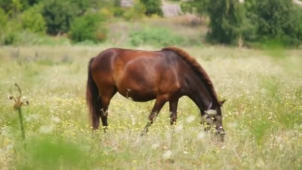 Horses Field Horses Eat Grass Horse Eyes Head Beautiful Horse — Stock Video