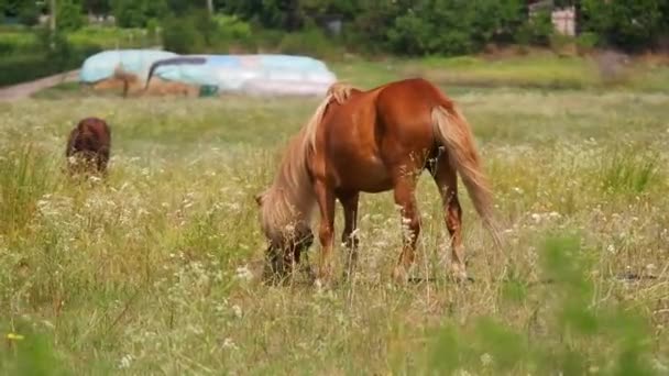 Horses Field Horses Eat Grass Horse Eyes Head Beautiful Horse — Video Stock