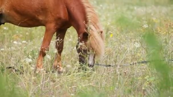 Koně Poli Koně Jedí Trávu Koňskýma Očima Hlavou Krásný Kůň — Stock video