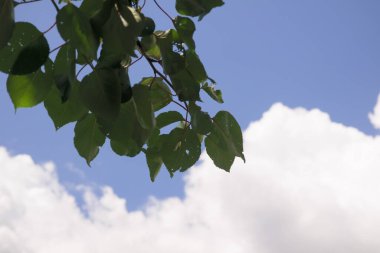 Gökyüzüne karşı ağaç dalları. Dallar rüzgarda sallanıyor. Yapraksız huş dalları rüzgarda gökyüzüne karşı çırpınır. Bulanık hareket, bulanıklık, gürültü, tahıl etkisi.