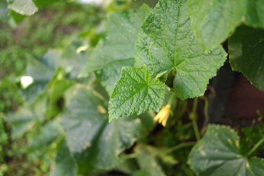 Yapraklarda güneş yanığı. Yeşil salatalık yaprakları ve yanıklar. Güneş yaprakları yakıyor. Bitkiler sıcaktan ölür.