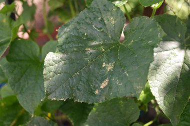 Yapraklarda güneş yanığı. Yeşil salatalık yaprakları ve yanıklar. Güneş yaprakları yakıyor. Bitkiler sıcaktan ölür.