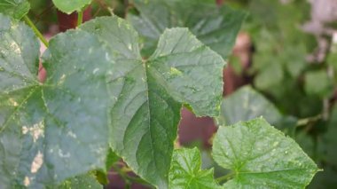 Yapraklarda güneş yanığı. Yeşil salatalık yaprakları ve yanıklar. Güneş yaprakları yakıyor. Bitkiler sıcaktan ölür.