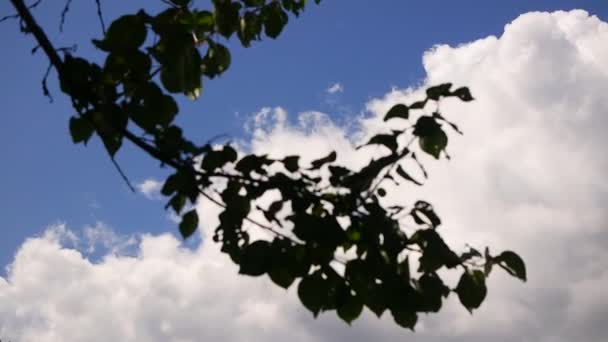 Tree Branches Sky Branches Sway Wind Birch Branches Leaves Flutter — Vídeo de stock
