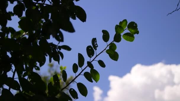 Tree Branches Sky Branches Sway Wind Birch Branches Leaves Flutter — Vídeo de stock