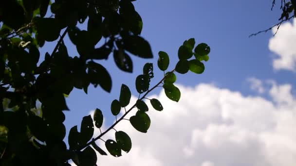 Tree Branches Sky Branches Sway Wind Birch Branches Leaves Flutter — стоковое видео