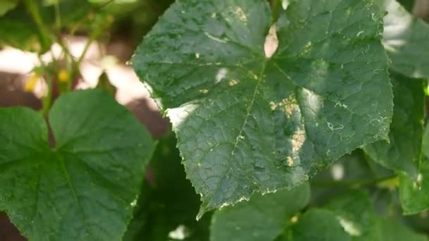 Queimadura Solar Nas Folhas Folhas Pepino Verde Com Queimaduras Sol — Vídeo de Stock