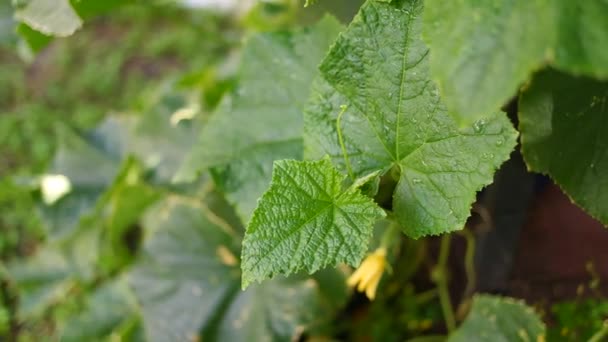 Terik Matahari Daun Daun Mentimun Hijau Dengan Luka Bakar Matahari — Stok Video