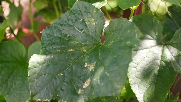 Zonnebrand Bladeren Groene Komkommerbladeren Met Brandwonden Zon Verbrandt Bladeren Planten — Stockvideo