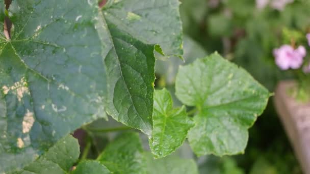 Zonnebrand Bladeren Groene Komkommerbladeren Met Brandwonden Zon Verbrandt Bladeren Planten — Stockvideo