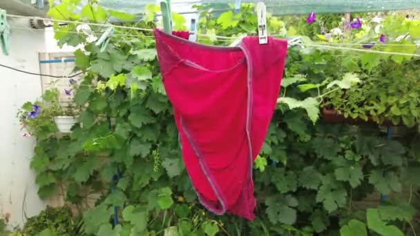 Clothes Rope Panties Rope Red Shorts Clothes Dried Washing Clean — Vídeos de Stock