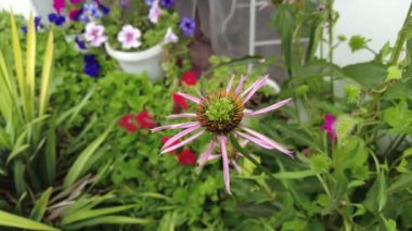 Ekinezya çalısı. Mor coneflower echinacea purpurea pan rotasyonu yakın çekim. Ekinezya. Ekinezya purpurea, çiçek açan şifalı bitki, rudbeckia, tıbbi bitki. Doğu mor koni çiçeği.
