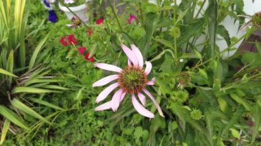 Ekinezya çalısı. Mor coneflower echinacea purpurea pan rotasyonu yakın çekim. Ekinezya. Ekinezya purpurea, çiçek açan şifalı bitki, rudbeckia, tıbbi bitki. Doğu mor koni çiçeği.