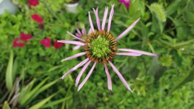 echinacea bush. close up shot of purple coneflower echinacea purpurea pan rotation. echinacea. Echinacea purpurea, flowering medicinal plant, rudbeckia, medical plant.Eastern purple coneflower