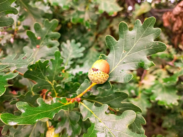 Beautiful Acorns Branches Green Acorns More Green Acorns Background Green — 스톡 사진