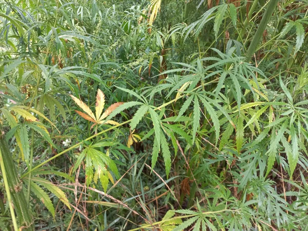 Cannabis Bush Hemp Leaves Marijuana Stalks Drug Legalize — Zdjęcie stockowe