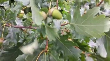 beautiful acorns on the branches. green acorns. More green acorns. Background of green oak leaves and acorns on a branch. Close-up of an oak branch with green leaves and acorns near the road.