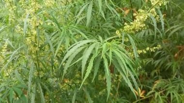 cannabis bush. hemp leaves. marijuana stalks. drug. legalize.