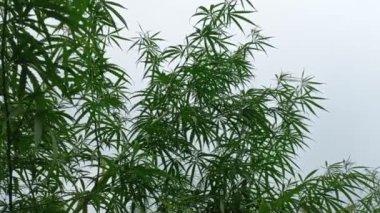 cannabis bush. hemp leaves. marijuana stalks. drug. legalize.